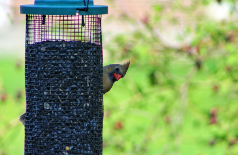 People encouraged to take part in ‘Big Garden Birdwatch’