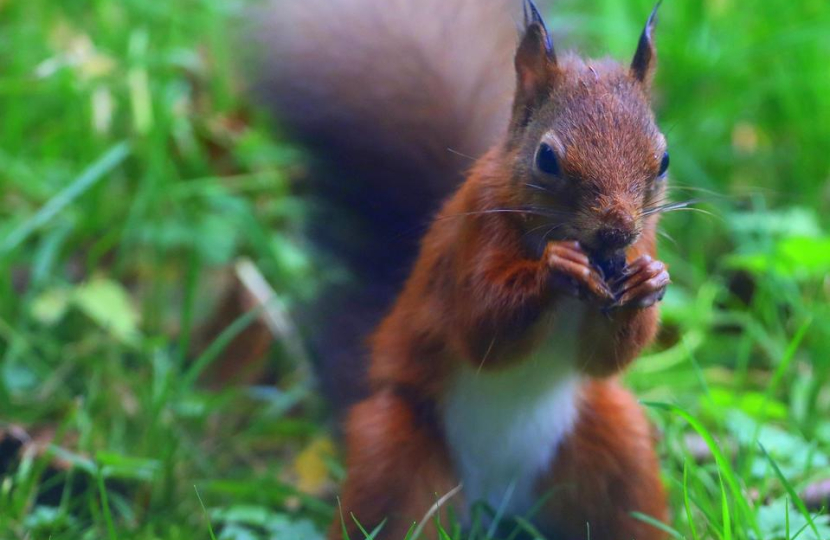 I’m a Celebrity castle wants to explore reintroducing red squirrels