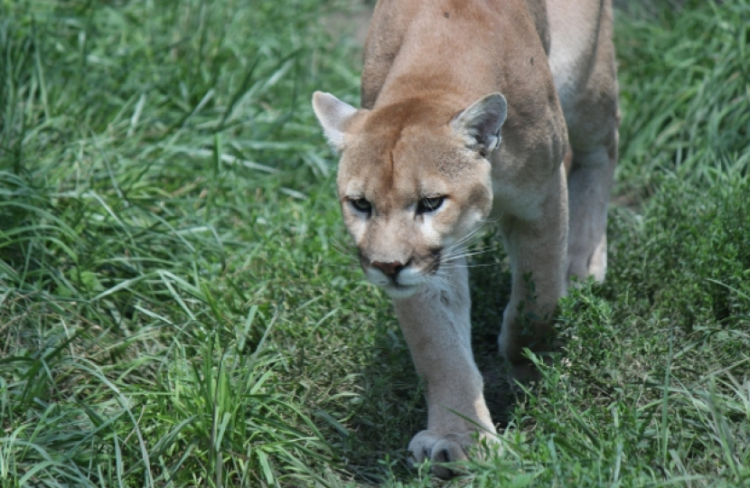 Big Cat sightings in North Wales must be investigated