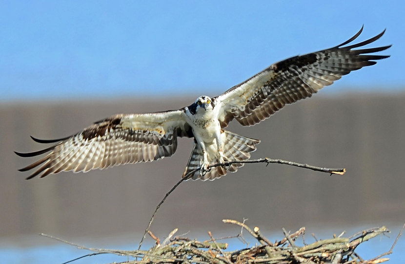 Damage to Osprey nesting platform condemned