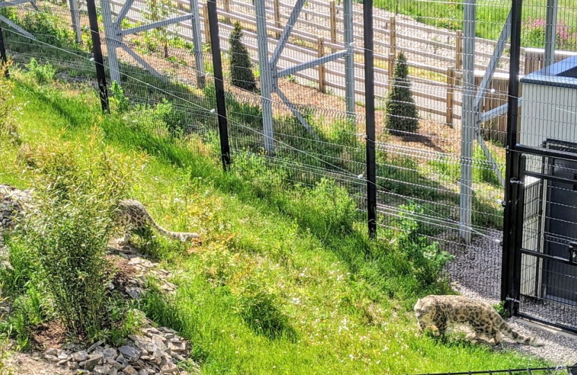 Visitors return to Welsh Mountain Zoo