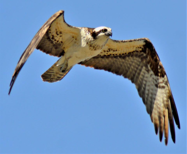 Urgent action needed to protect North Wales ospreys 