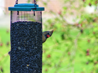 People encouraged to take part in ‘Big Garden Birdwatch’