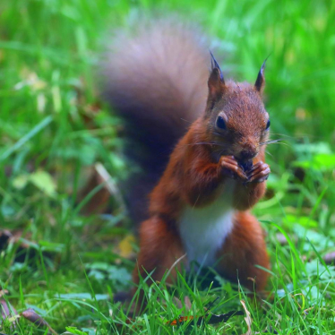 Senedd holds first ever red squirrels debate