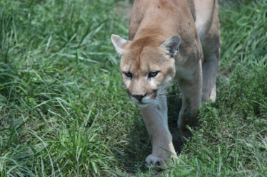 Big Cat sightings in North Wales must be investigated