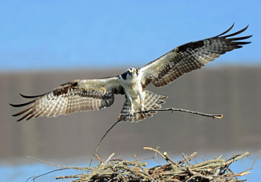 Damage to Osprey nesting platform condemned