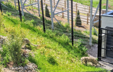 Visitors return to Welsh Mountain Zoo