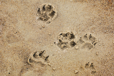 North Wales council must rethink “Draconian” plans to ban dogs from popular beaches