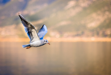 New guidance to curb spread of bird flu in Wales